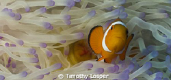 False Anemone Fish. by Timothy Losper 